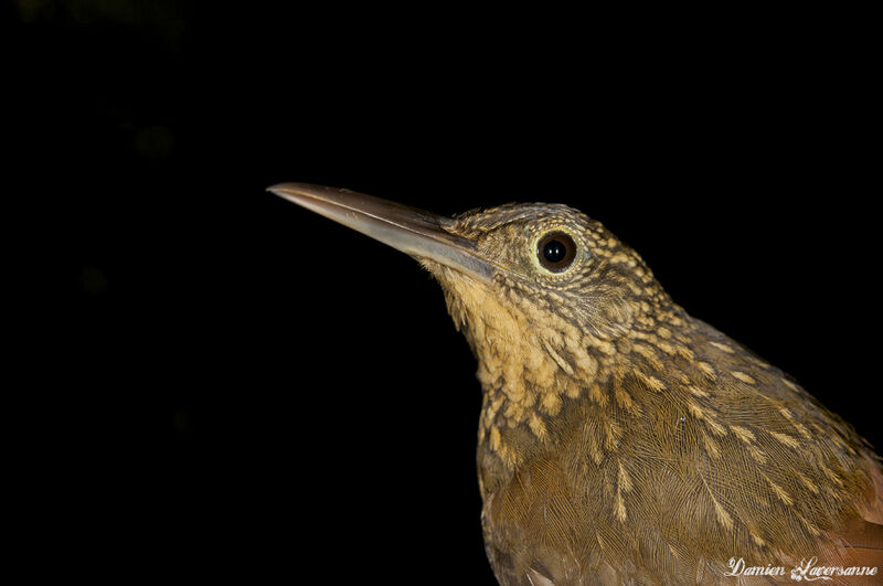 Chestnut-rumped Woodcreeper