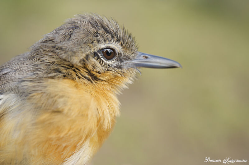 Southern White-fringed Antwren