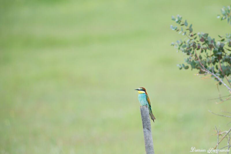 European Bee-eater