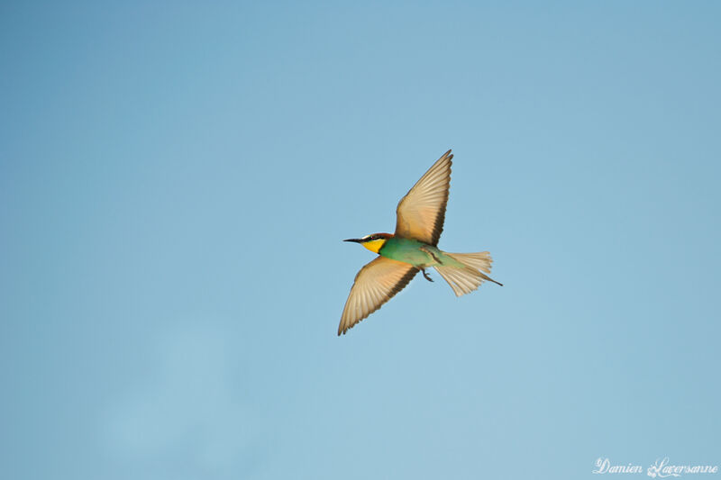 European Bee-eater