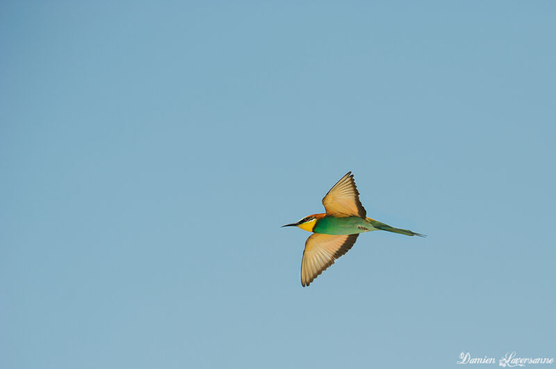 European Bee-eater