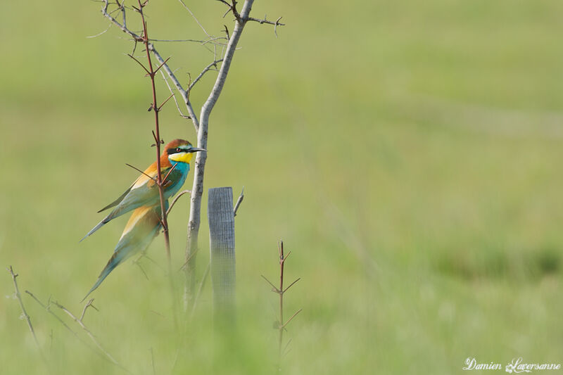 European Bee-eater