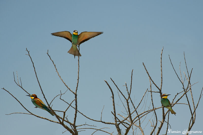 European Bee-eater