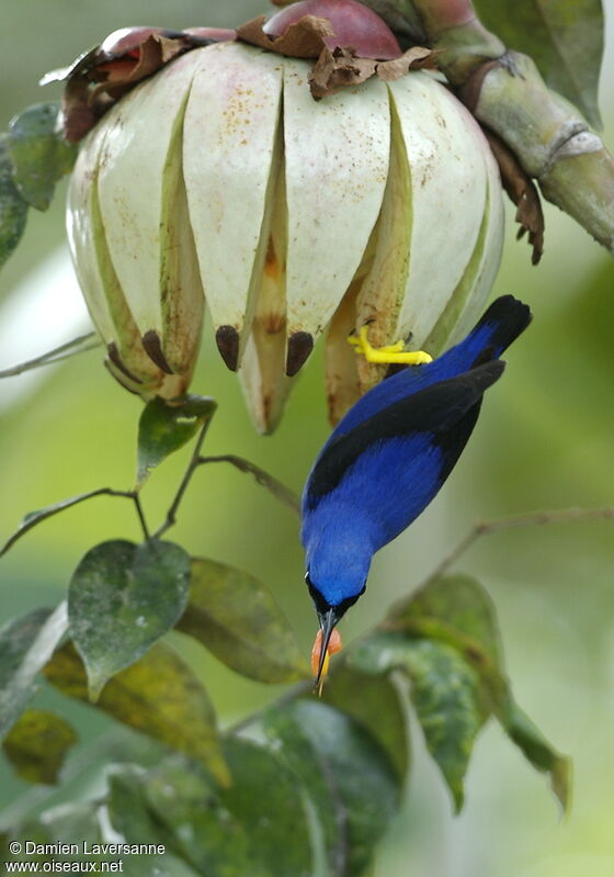 Purple Honeycreeper male