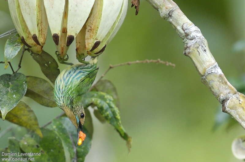 Purple Honeycreeper female adult, eats