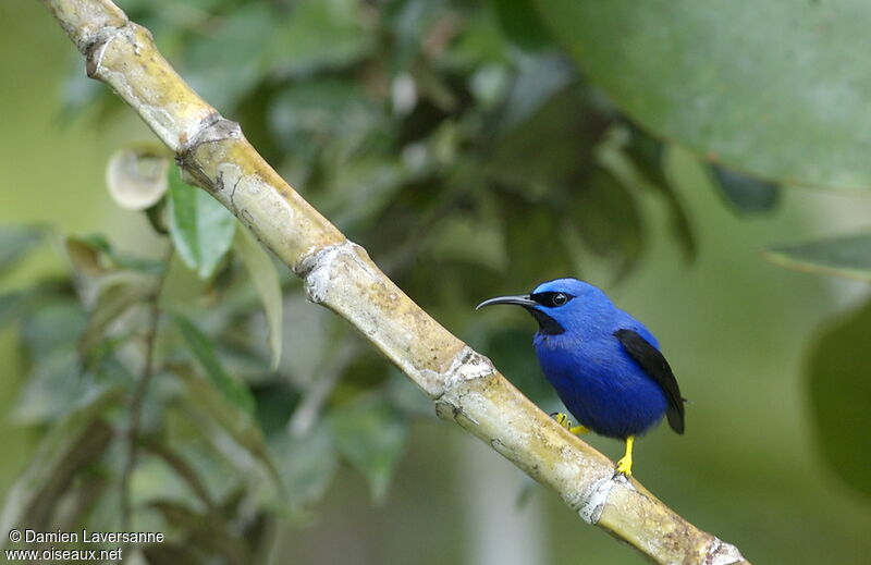 Purple Honeycreeper male