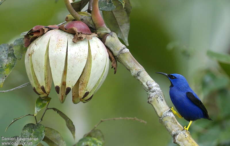 Purple Honeycreeper male adult, identification