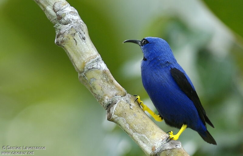 Purple Honeycreeper male