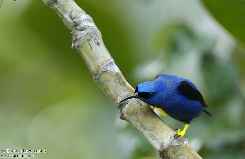 Purple Honeycreeper male