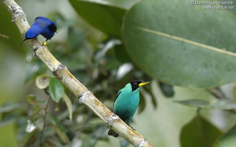 Green Honeycreeper