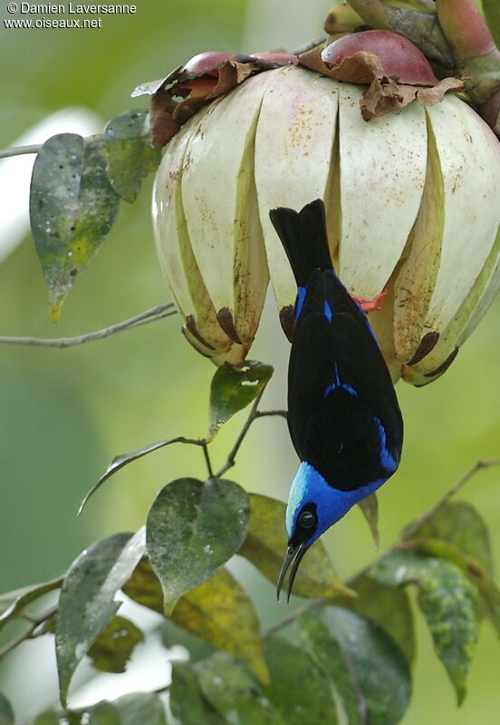 Red-legged Honeycreeper male