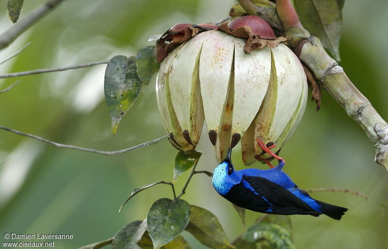 Red-legged Honeycreeper male