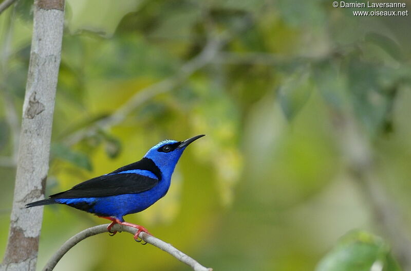 Red-legged Honeycreeper male