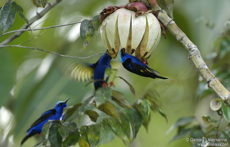 Red-legged Honeycreeper male