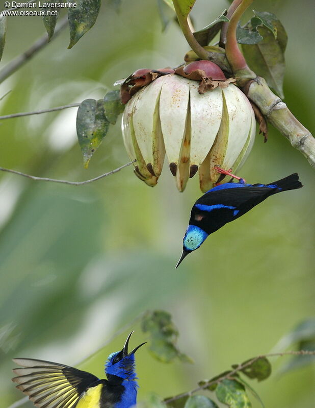 Red-legged Honeycreeper male