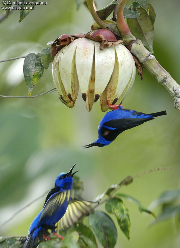 Red-legged Honeycreeper male