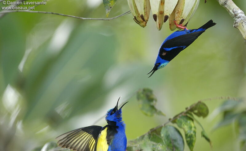 Red-legged Honeycreeper male