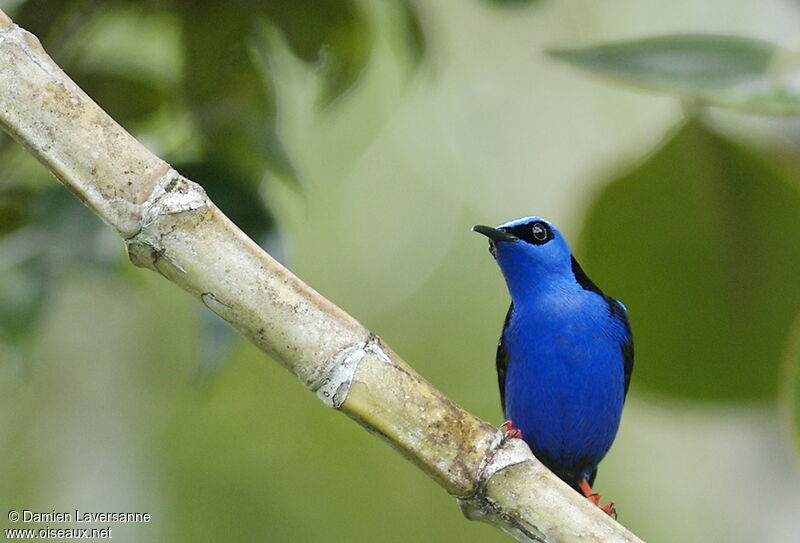 Red-legged Honeycreeper male