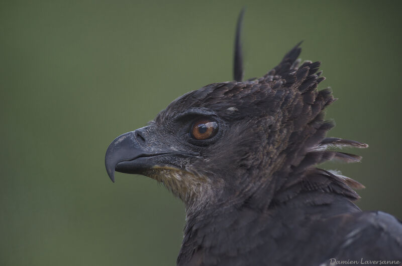 Crested Eagle