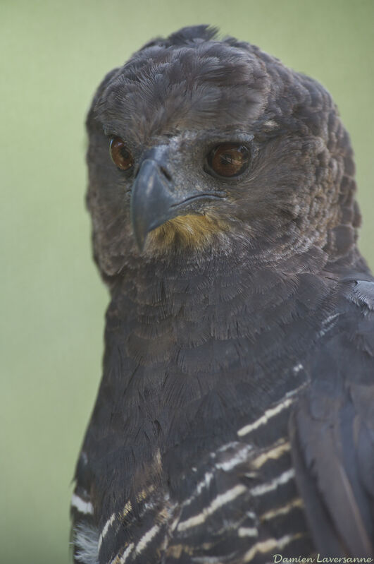 Crested Eagle