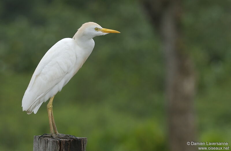 Western Cattle Egret