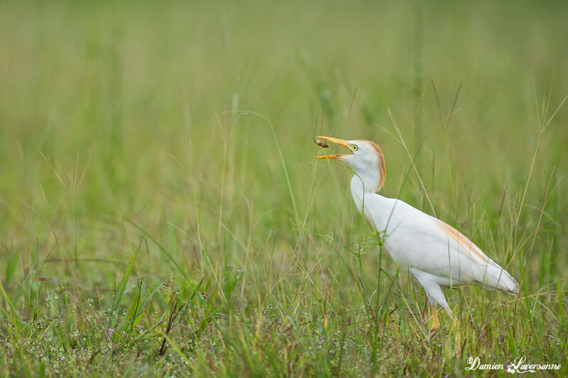 Western Cattle Egret