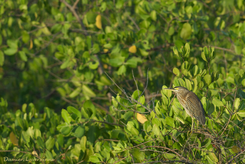 Striated Heron