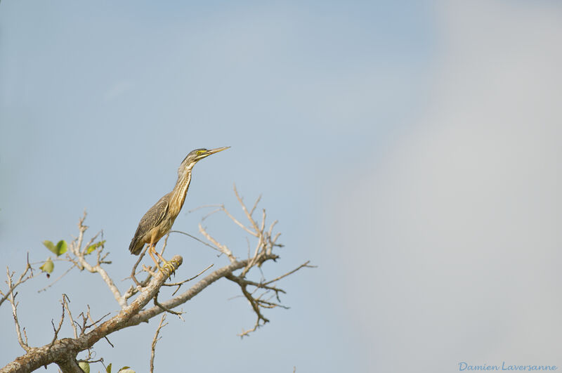 Striated Heron