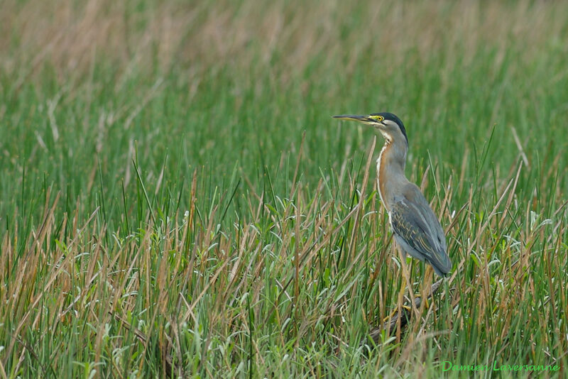 Green Heron