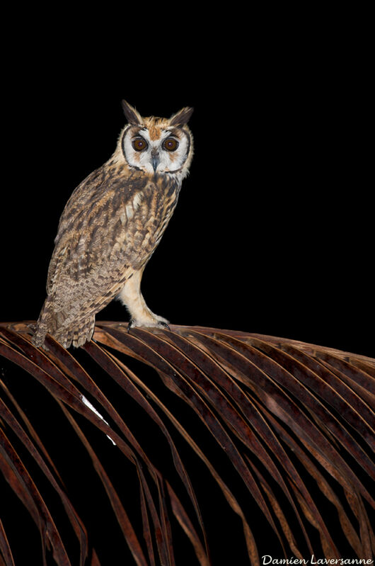 Striped Owl, identification