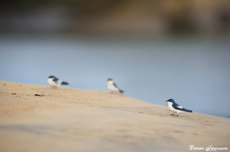 White-winged Swallow