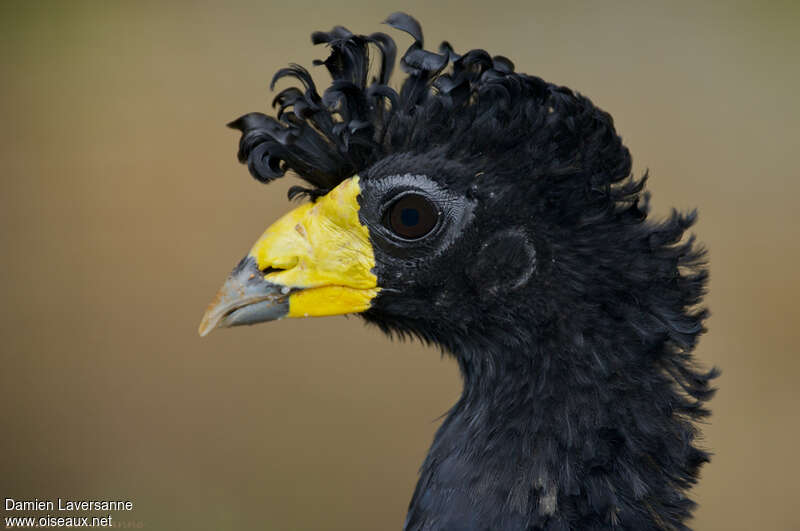 Hocco alectoradulte, portrait