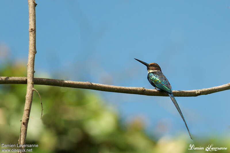 Jacamar à longue queueadulte, identification