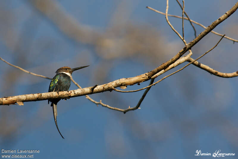 Jacamar à longue queueadulte, identification