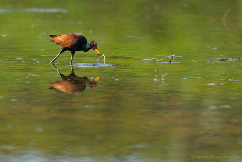 Wattled Jacana