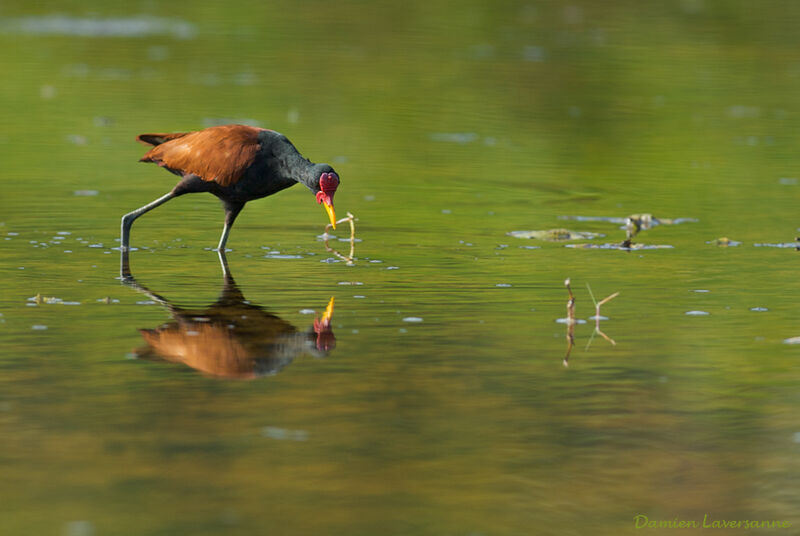 Wattled Jacana