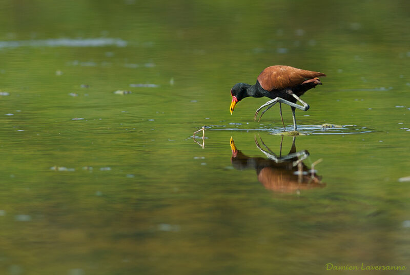 Wattled Jacana