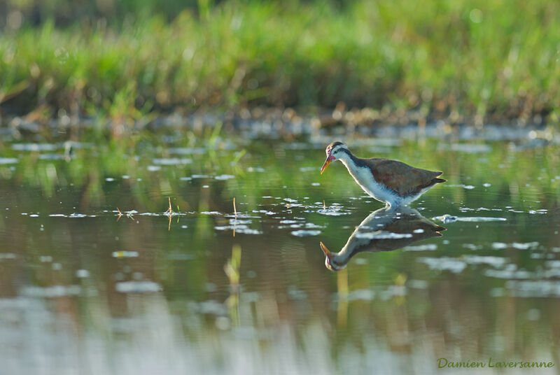 Jacana noirjuvénile