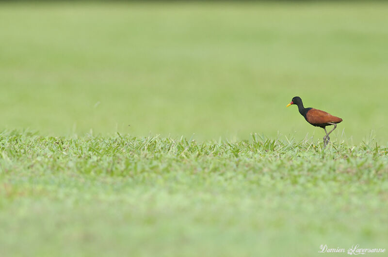 Wattled Jacana