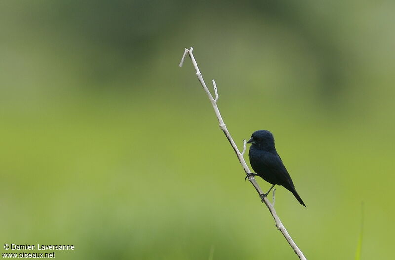 Blue-black Grassquit