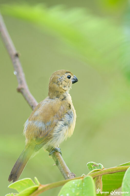 Blue-black Grassquit