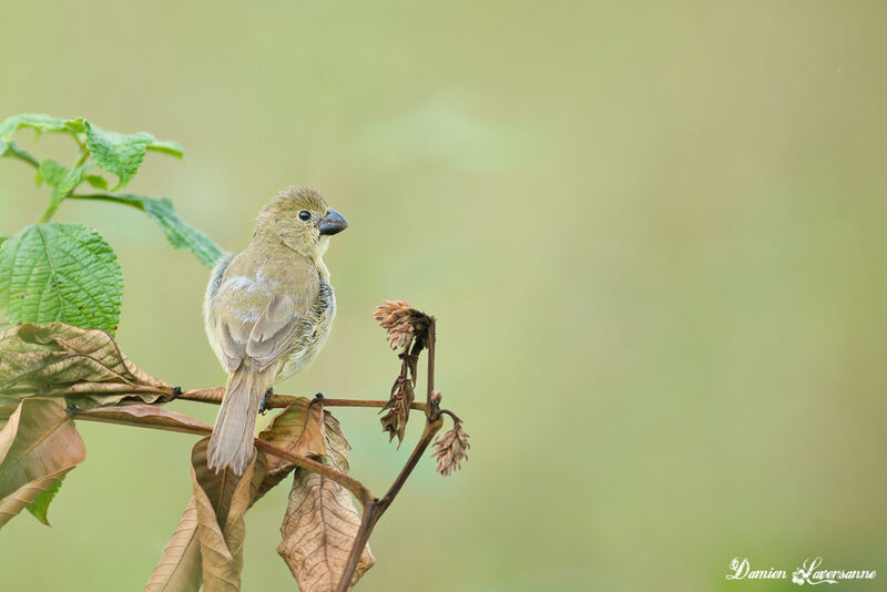 Blue-black Grassquitjuvenile