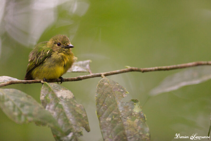 White-fronted Manakin