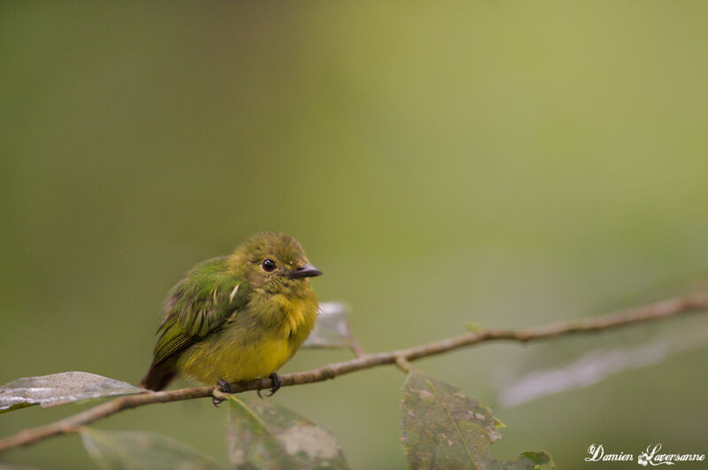 White-fronted Manakin