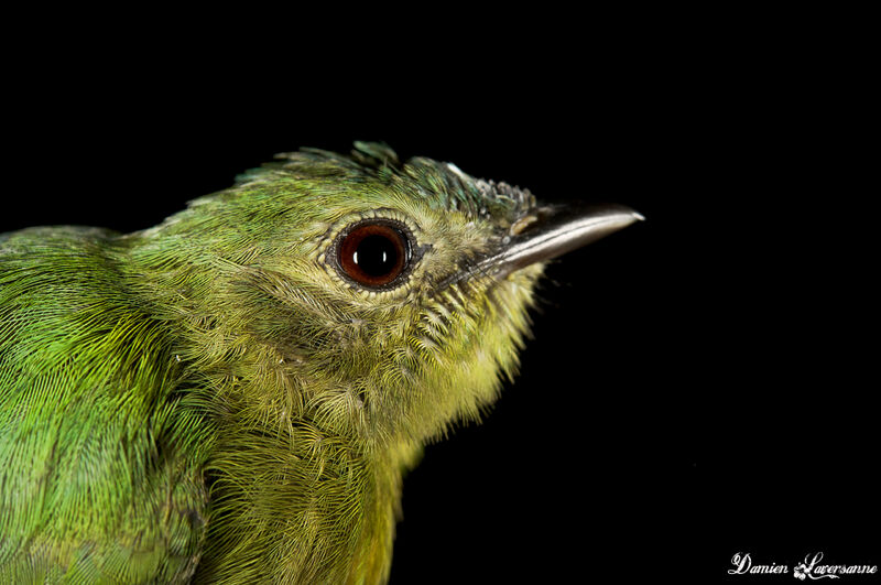 White-fronted Manakin