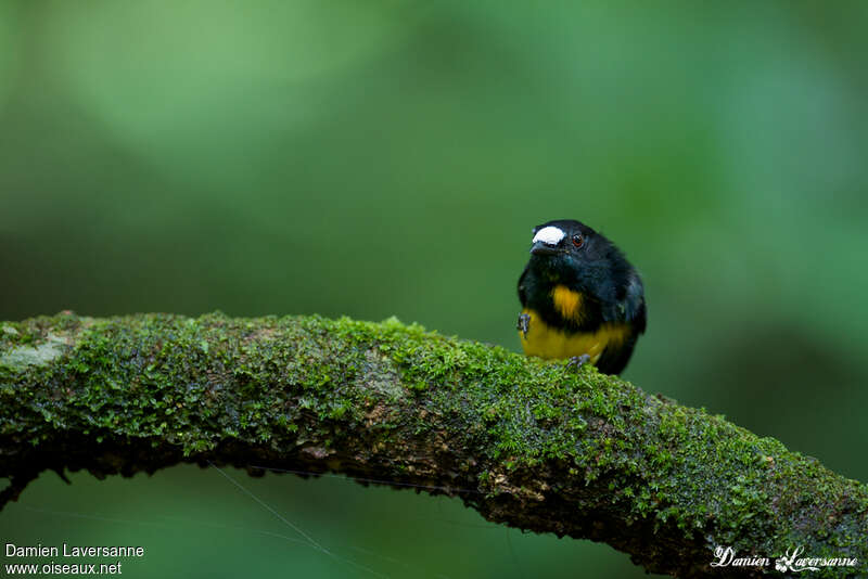 White-fronted Manakin male adult