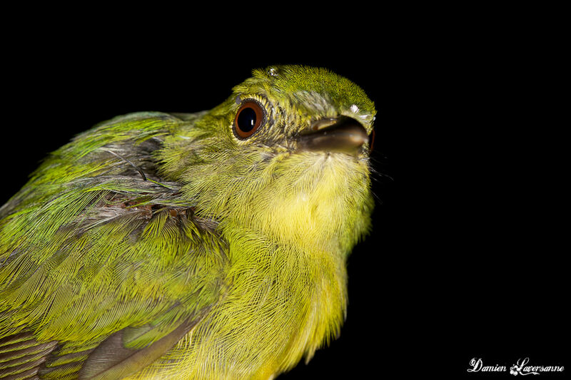 Manakin à front blanc