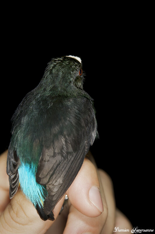 White-fronted Manakin female adult