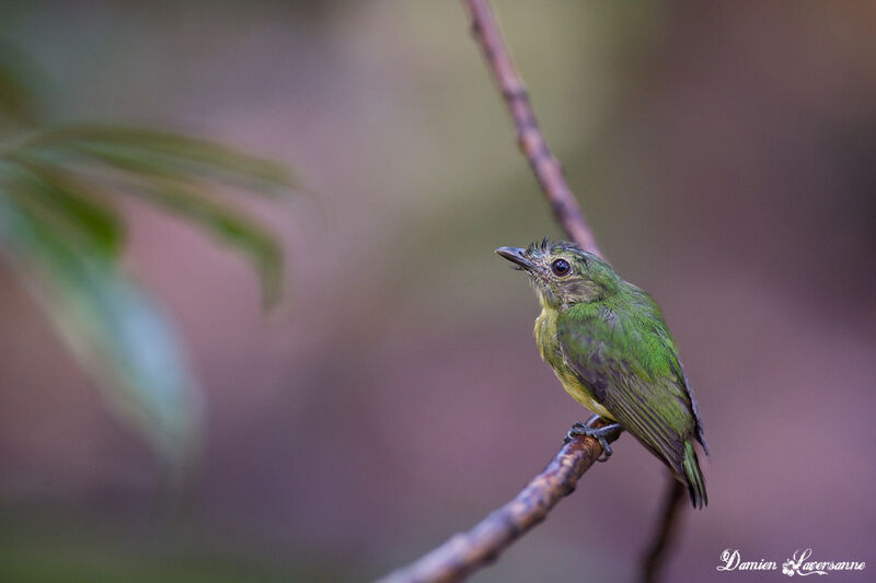 White-fronted Manakin