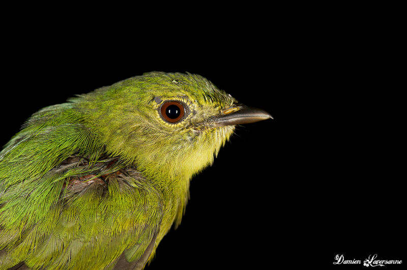 White-fronted Manakin